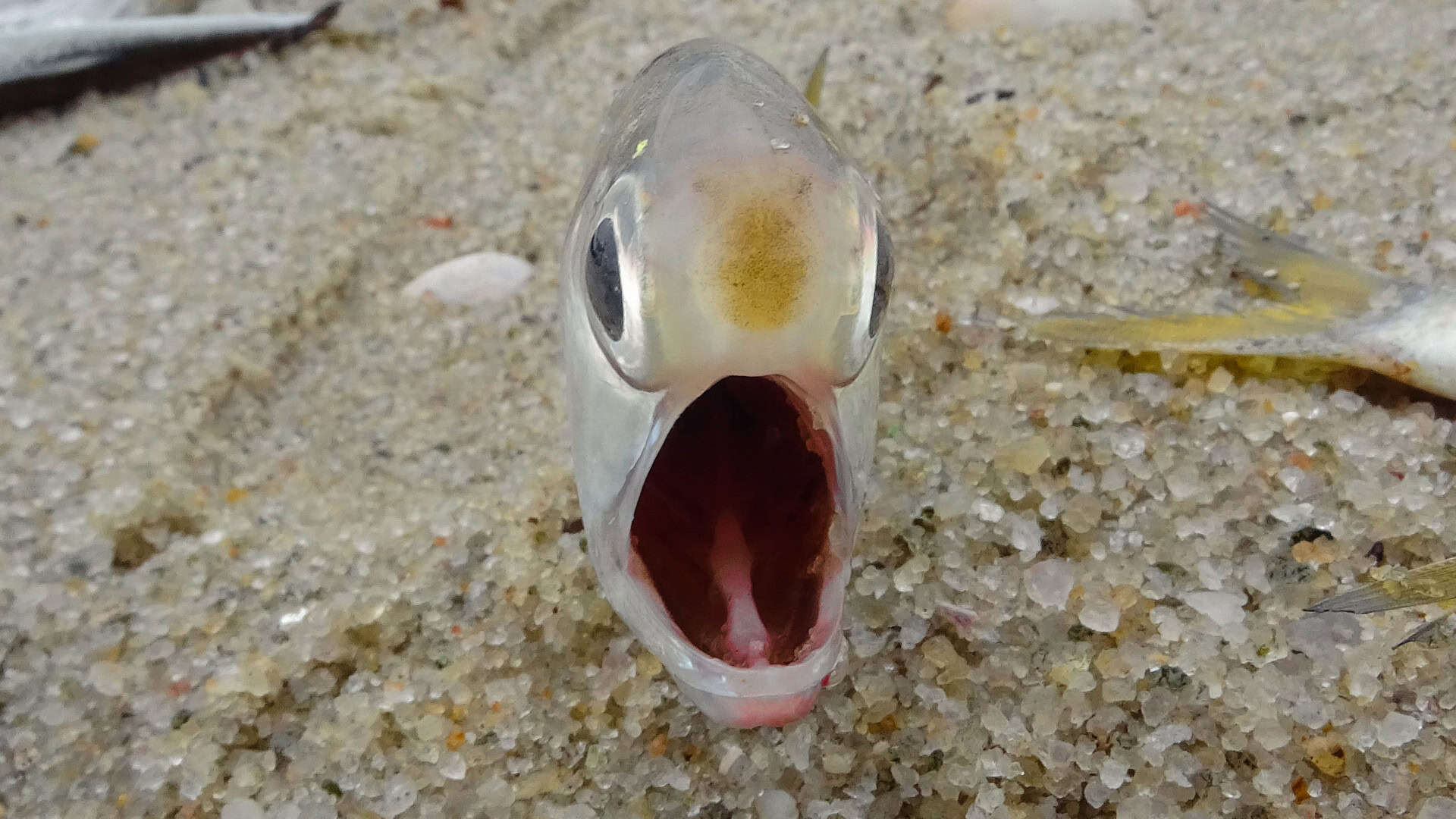 peixe-capa-1920x1080
