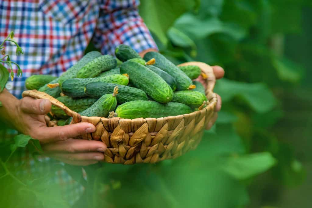 Homem colhendo pepino em uma cesta