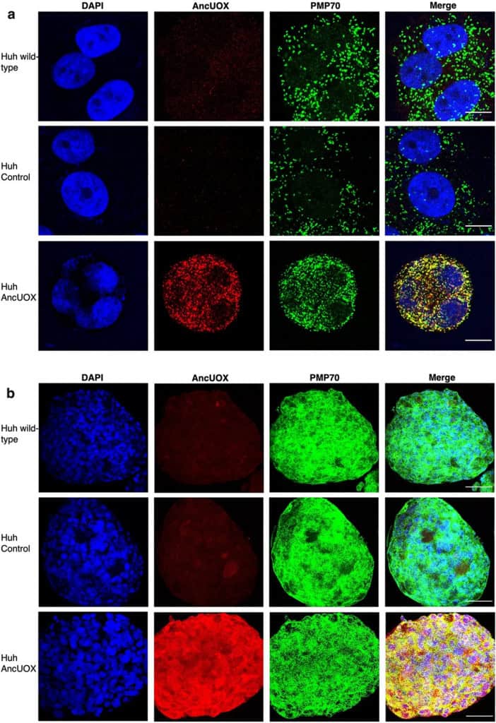 estudo que recriou gene uricase em laboratório