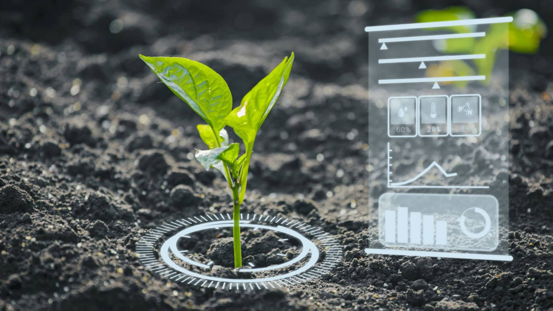 planta solo