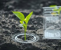 planta solo