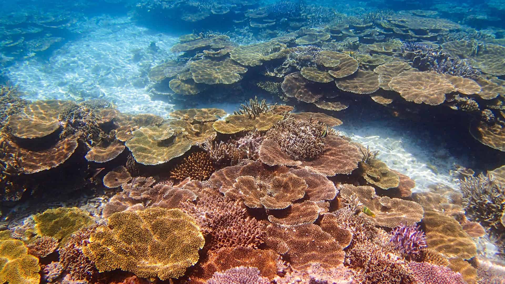 recifes-de-coral-japao-shutterstock_2441673289-1920x1080
