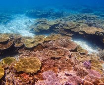 recifes-de-coral-japao-shutterstock_2441673289-210x172