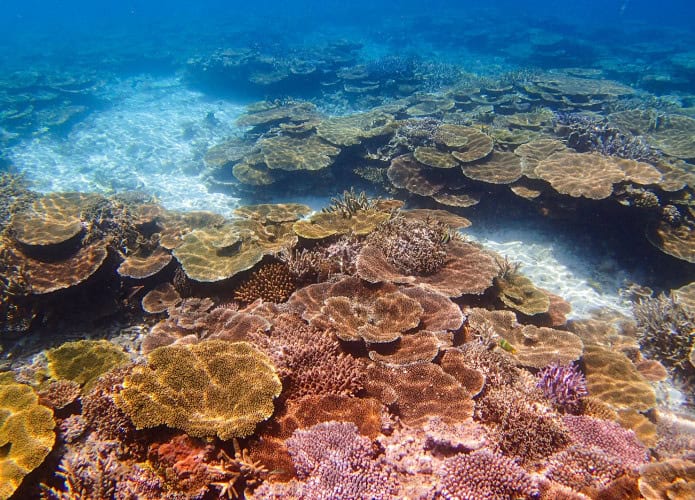 recifes-de-coral-japao-shutterstock_2441673289-695x500