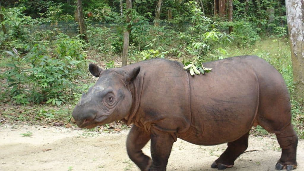 Rinoceronte-de-sumatra