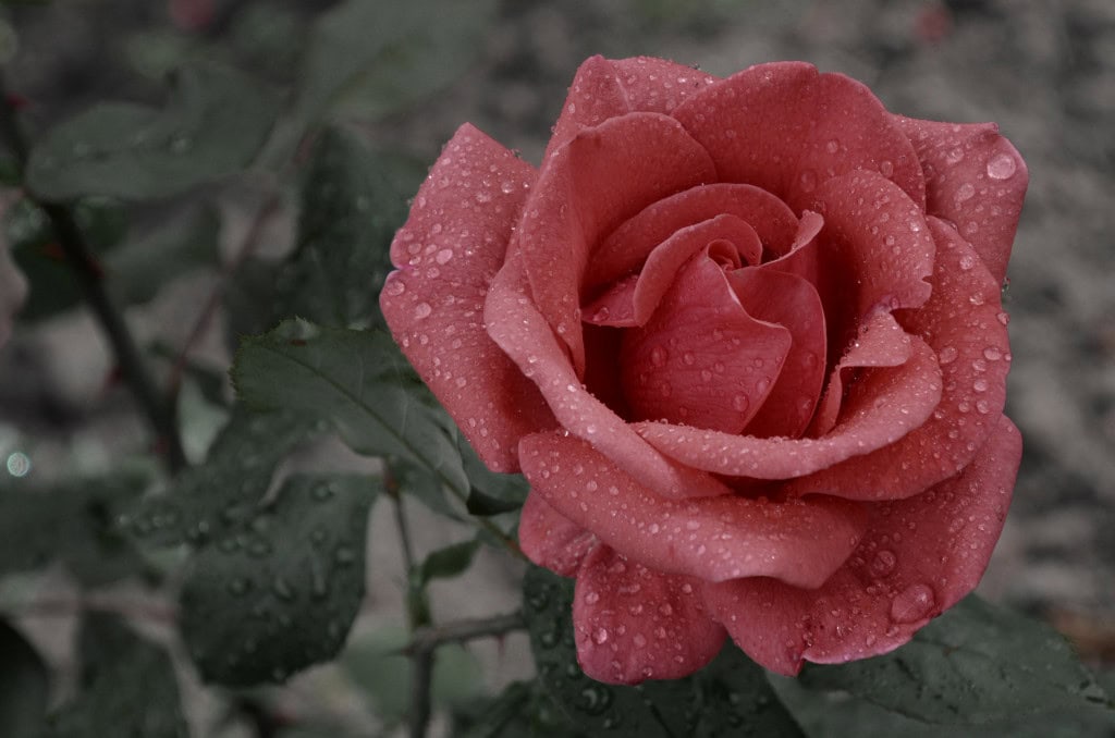 Imagem de uma rosa vermelha desabrochando e úmida