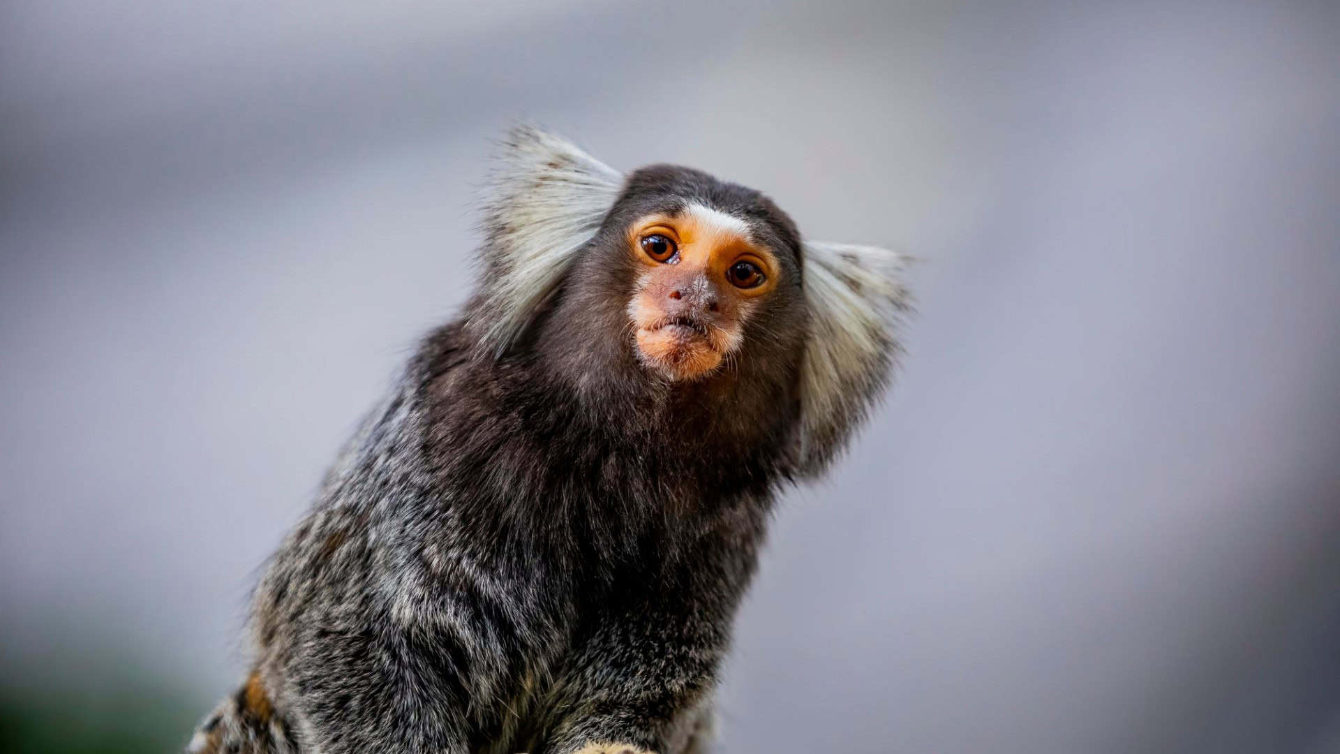 sagui-1920x1080