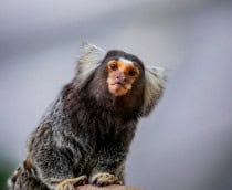 sagui-210x172