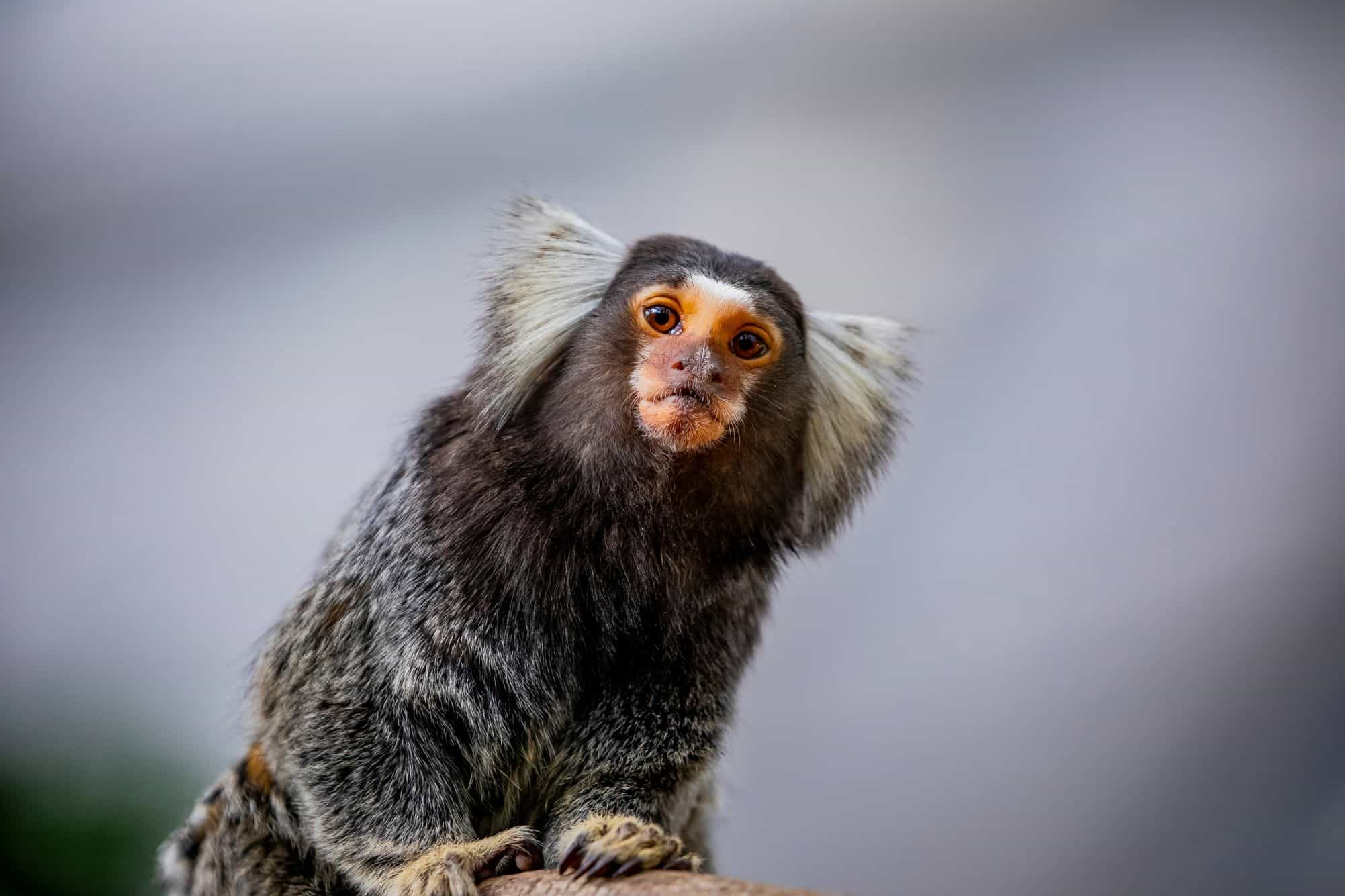 Como bebês humanos aprendem a falar? Saguis podem ter a resposta