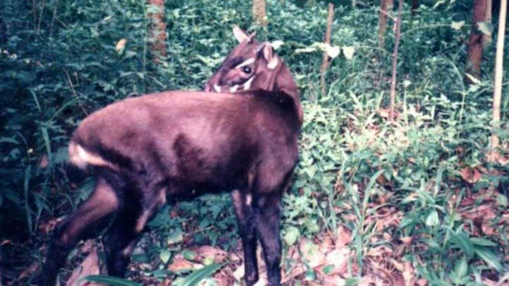Saola
