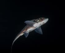 tubarao-fantasma-shutterstock_2633958167-210x172