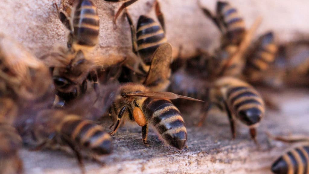 imagem de perto de um enxame de abelhas