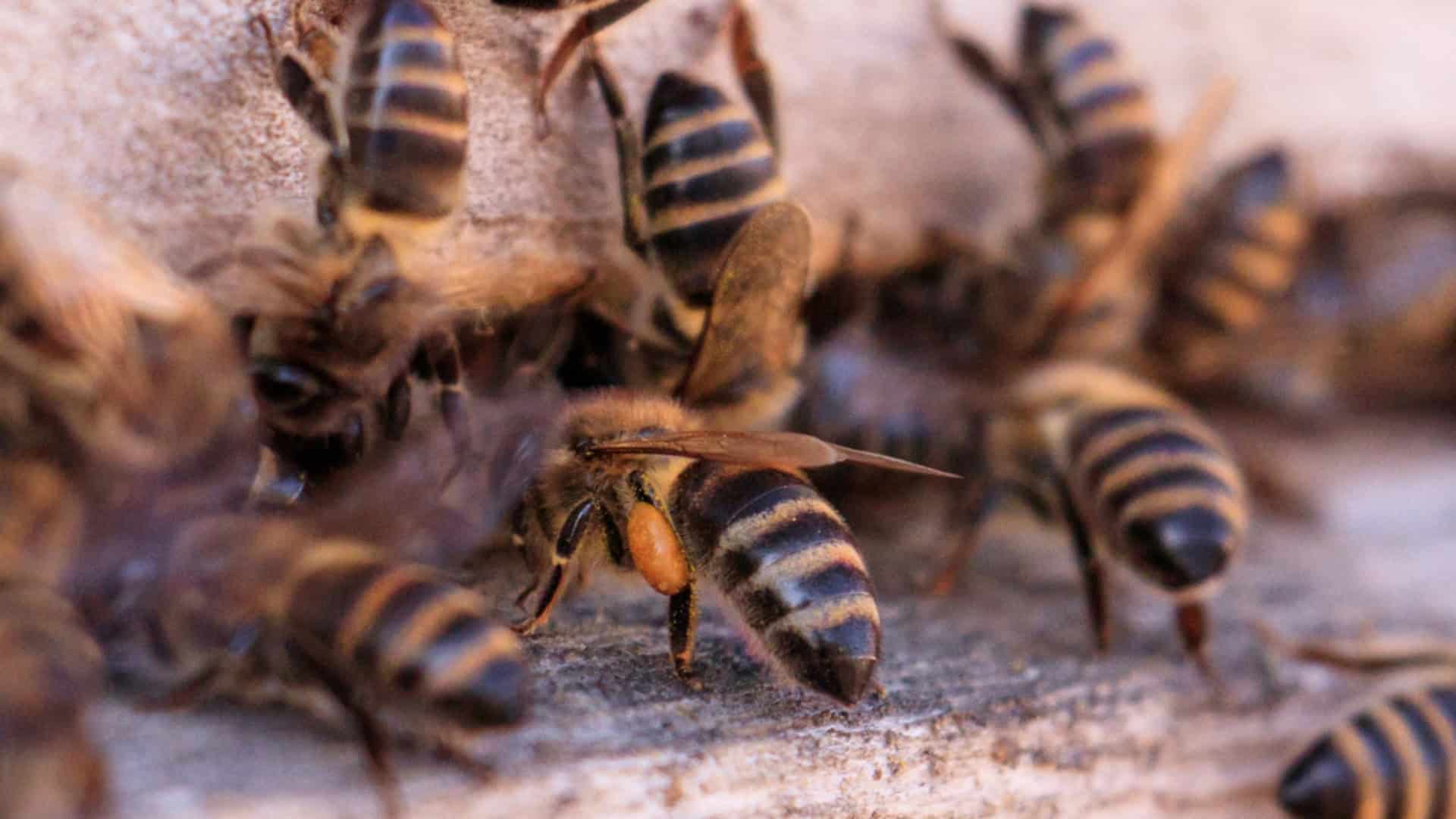 imagem de perto de um enxame de abelhas