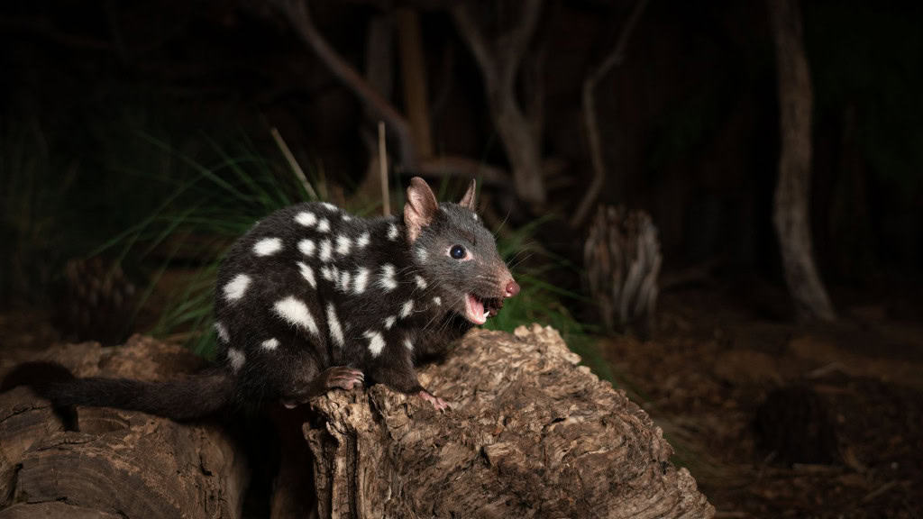 Uma foto em close de um quoll-oriental (Dasyurus viverrinus) na Tasmânia, Austrália.