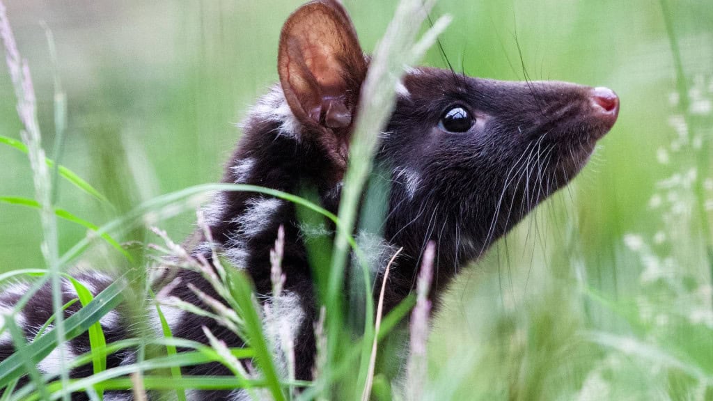 quoll da tasmânia na floresta em meio a vegetação. 