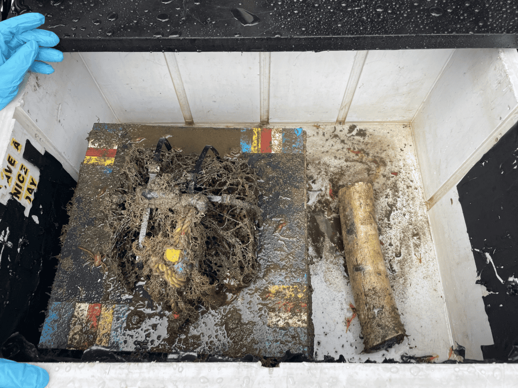 osso baleia experimento