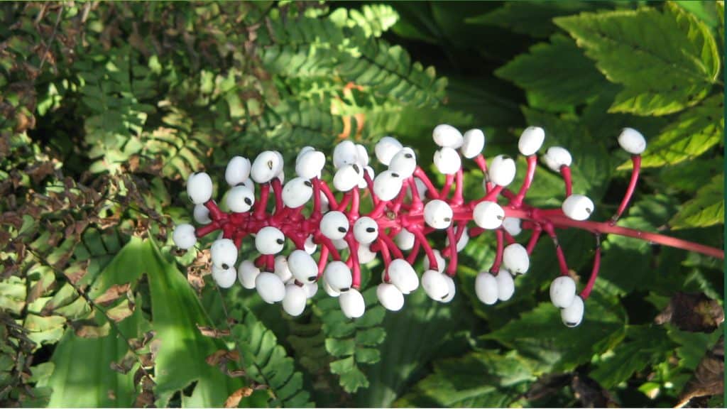 Actaea pachypoda