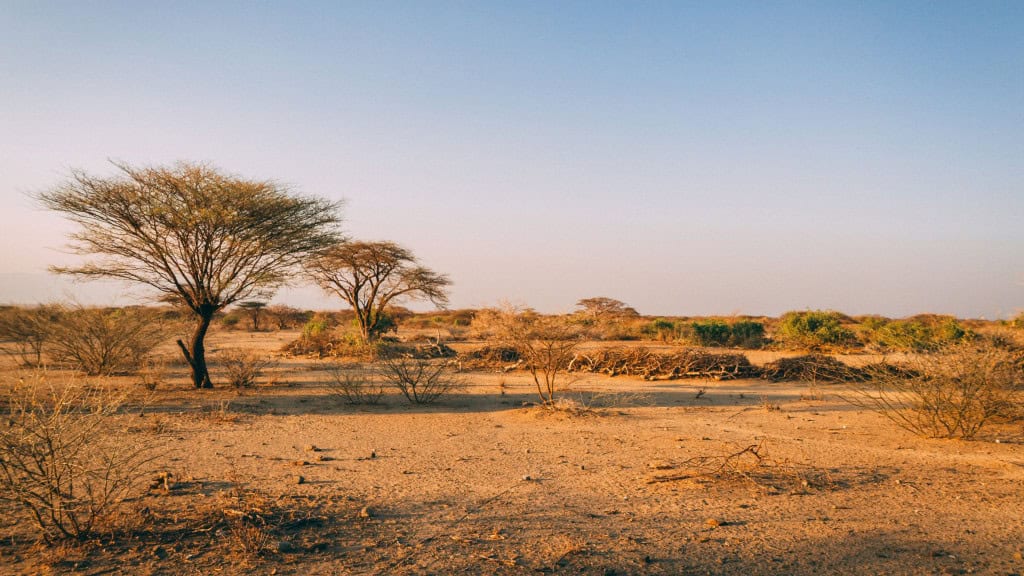 Duas árvores em paisagem na savana da África
