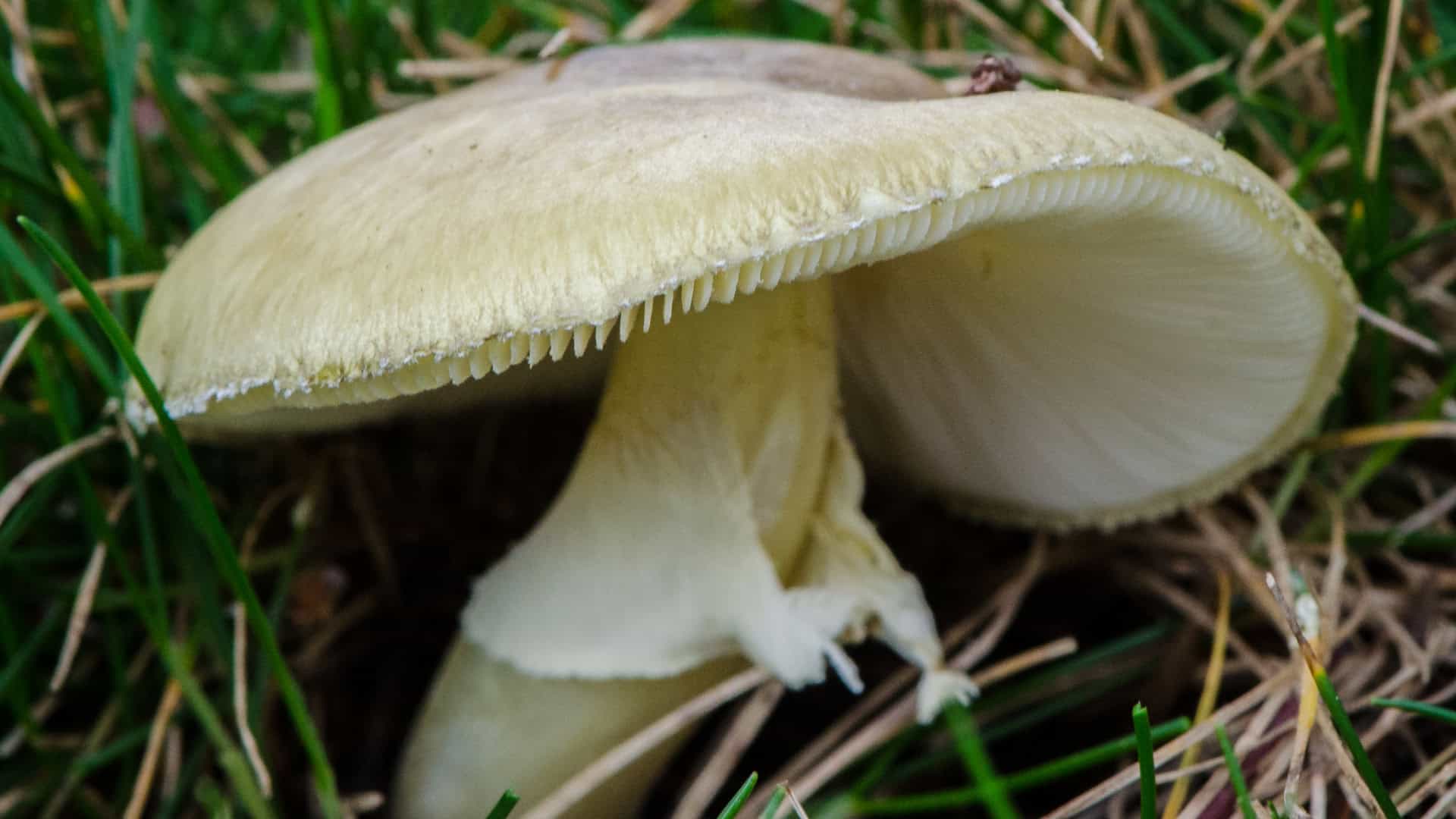 Amanita_phalloides