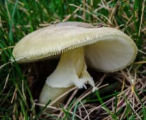 Amanita_phalloides