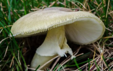 Amanita_phalloides
