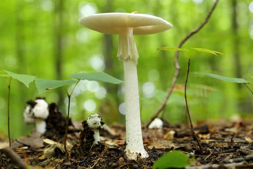 Amanita Virosa