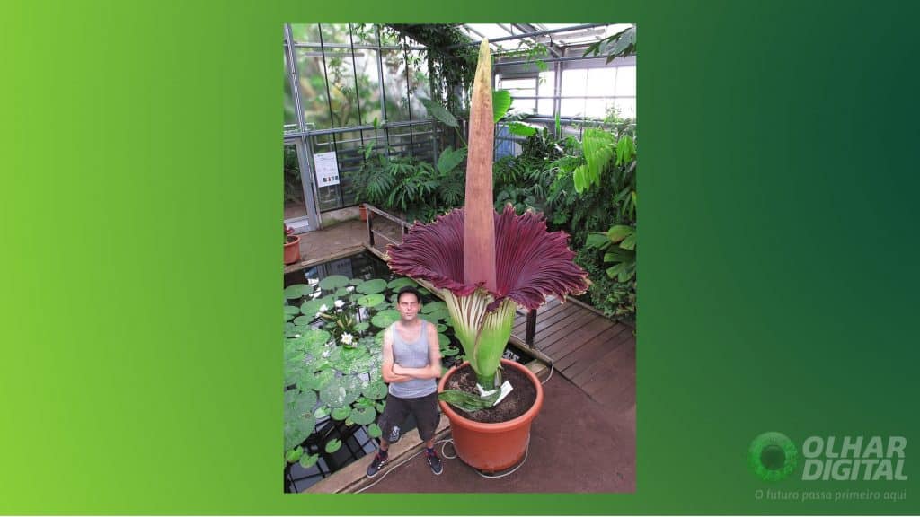 Flor-cadáver (Amorphophallus titanum)