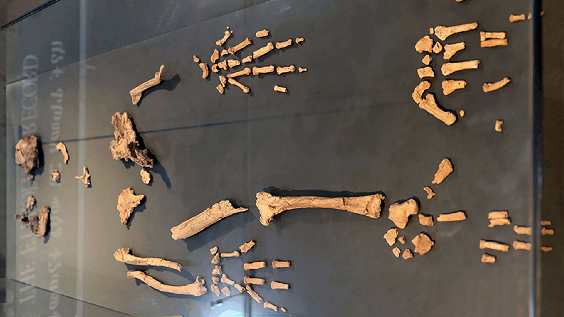 Ardipithecus-ramidus-1920x1080
