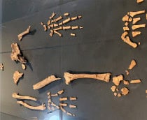 Ardipithecus-ramidus-210x172