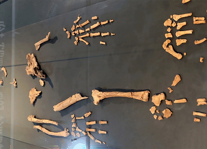 Ardipithecus-ramidus-695x500