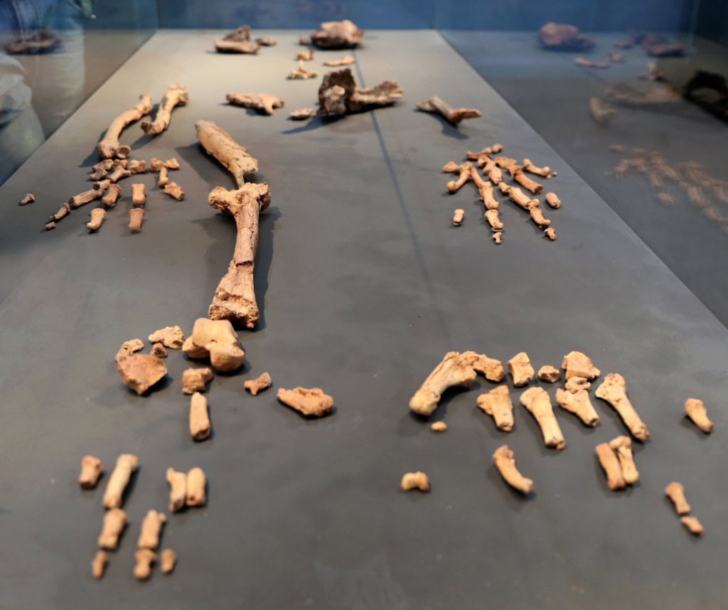 Fóssil pré-histórico mostra elo entre humanos e chimpanzés 2 Ardipithecus ramidus2