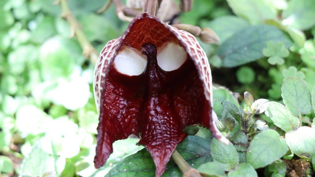 Aristolochia salvadorensis
