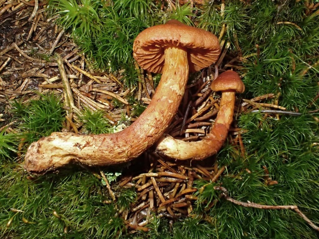 Cortinarius Rubellus