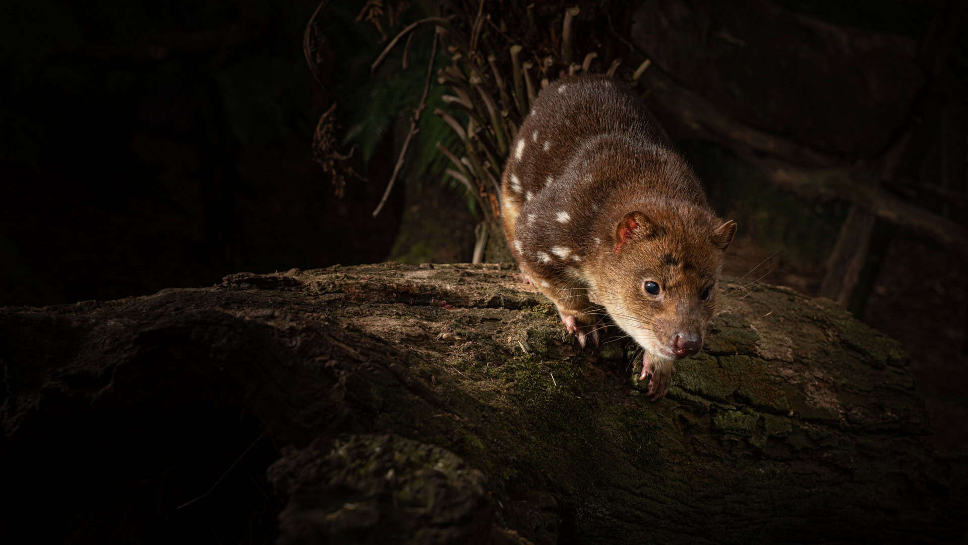 Uma foto em close de um quoll-tigre, também conhecido como quoll-de-cauda-malhada, na Tasmânia, Austrália.