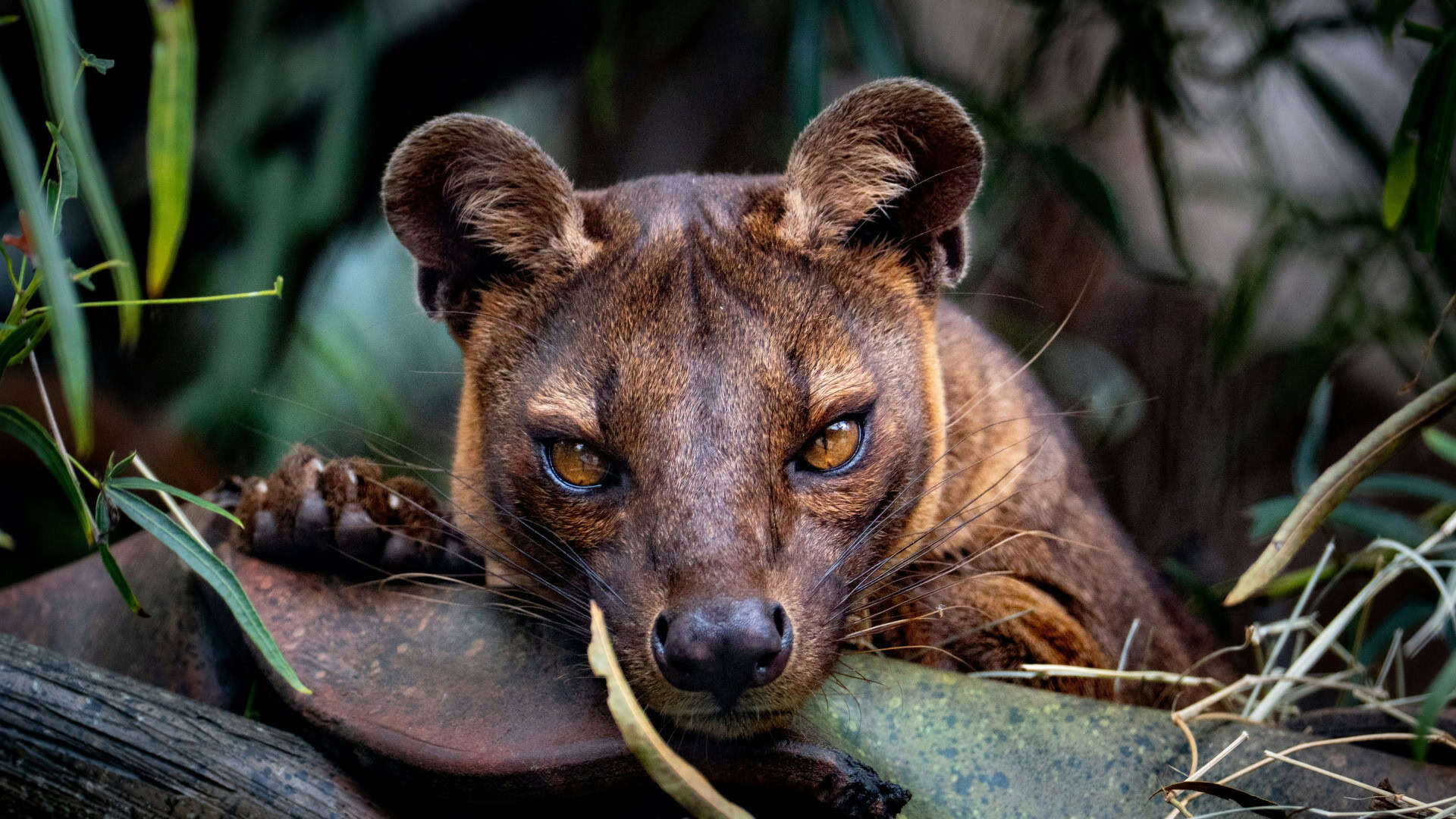 Fossa (Cryptoprocta ferox) deitada em meio à mata