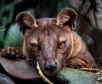 Fossa (Cryptoprocta ferox) deitada em meio à mata