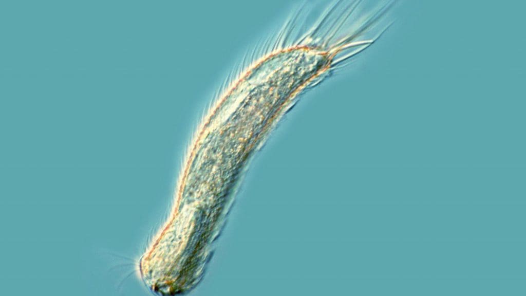 Gastrotrquios