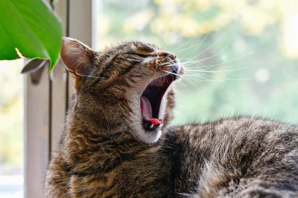 Gato