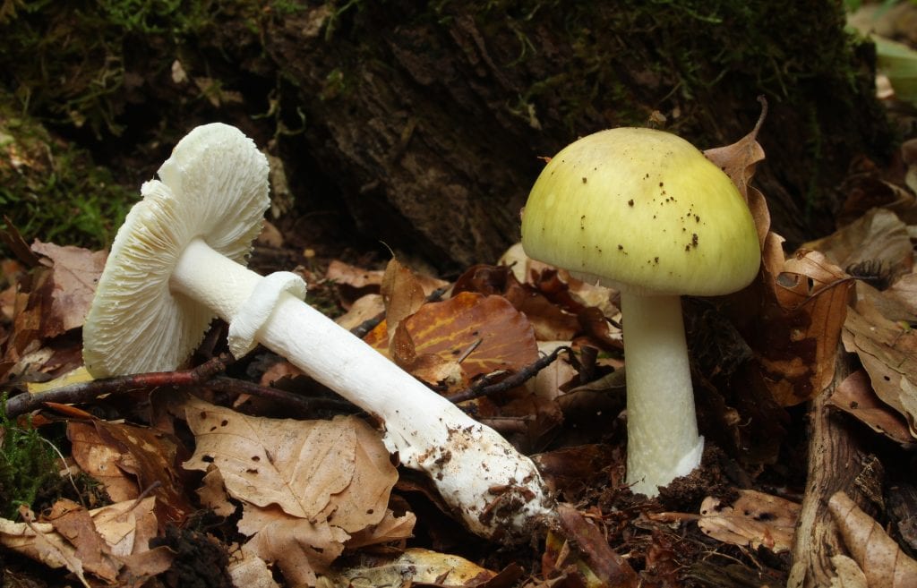 Cogumelo Amanita Phalloides