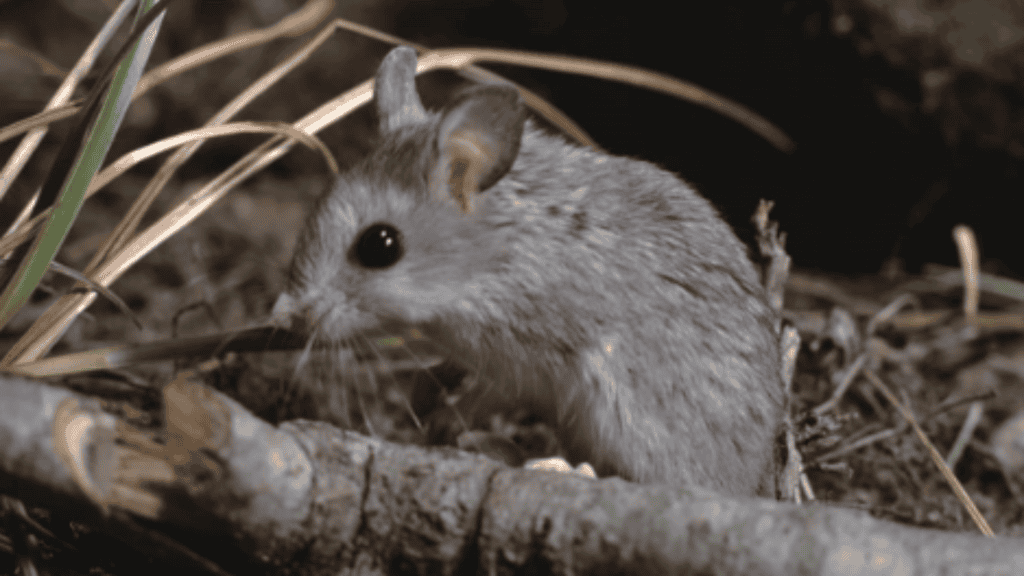 rato-gafanhoto na floresta