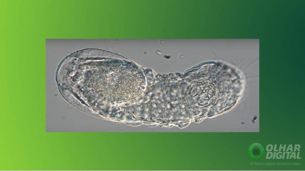 Limnognathia