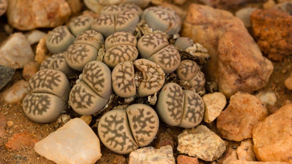 Lithops karasmontana