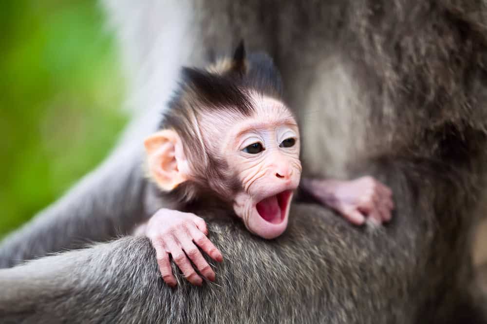 Macaco