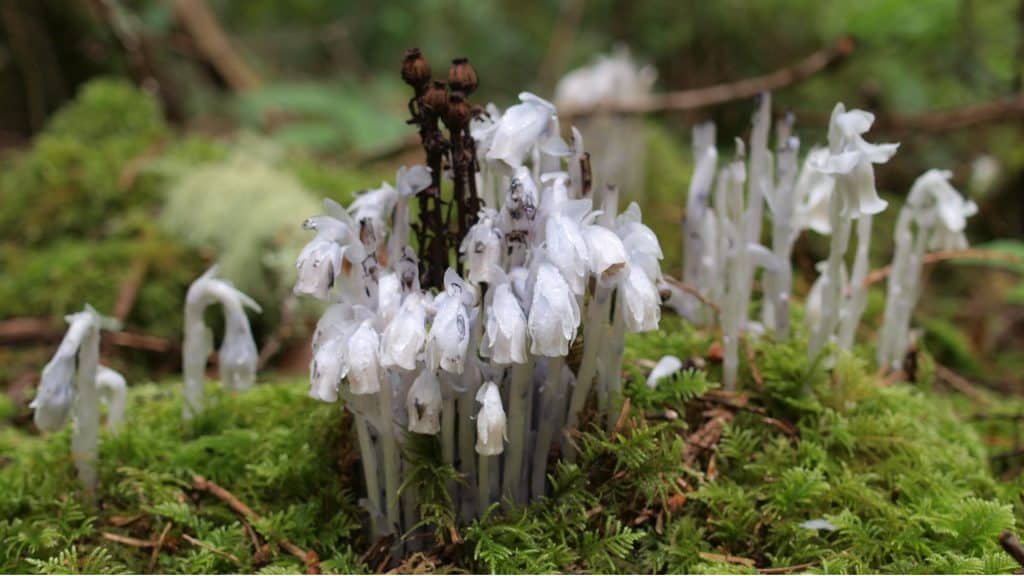 Monotropa uniflora