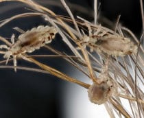 Piolho (Pediculus humanus capitis)
