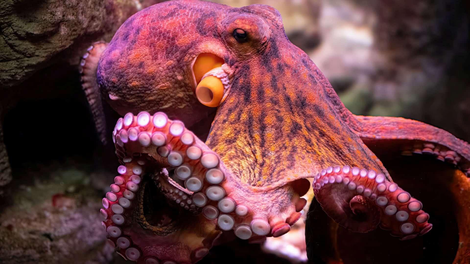 Polvo-nas-profundezas-do-mar-1920x1080