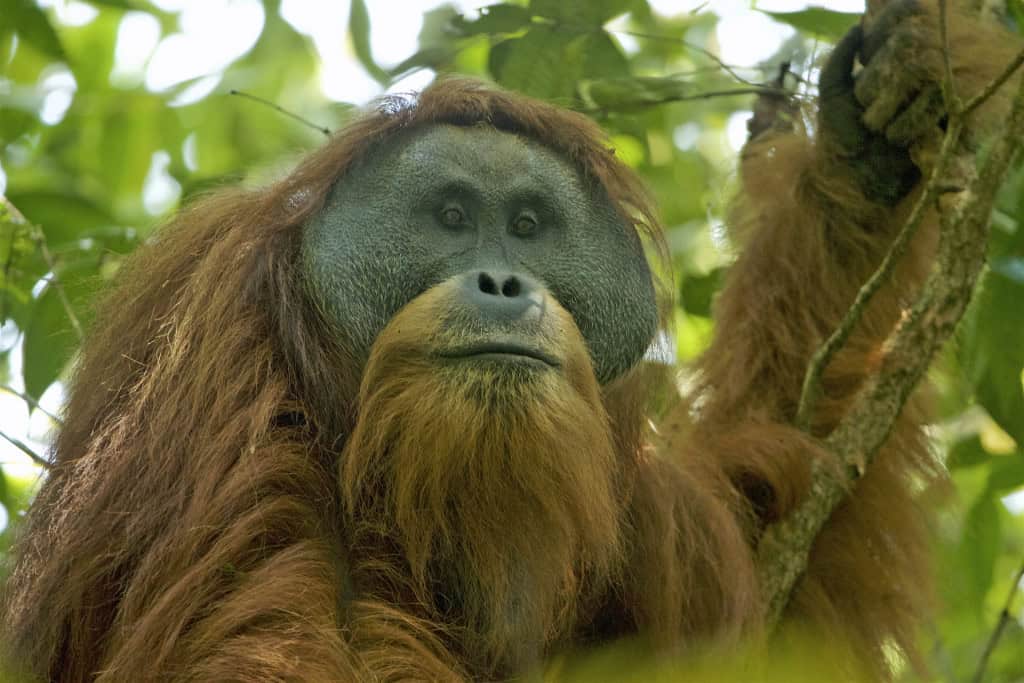 Orangotango-de-Tapanuli macho