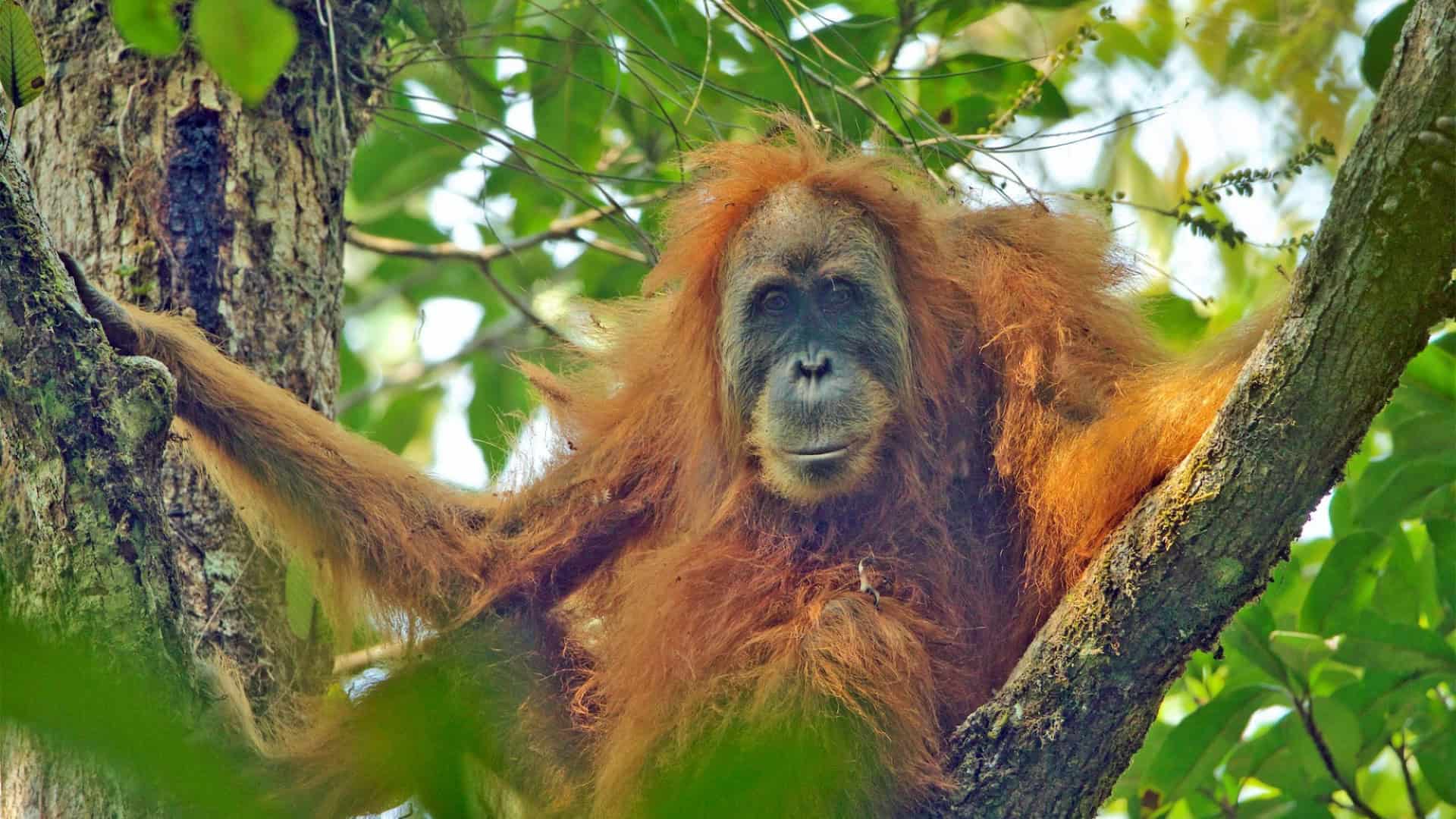 Orangotango-de-Tapanuli fêmea