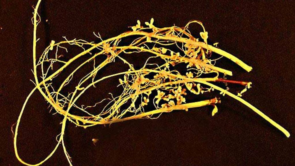 Nódulos radiculares, cada um contendo bilhões de bactérias Rhizobiaceae.