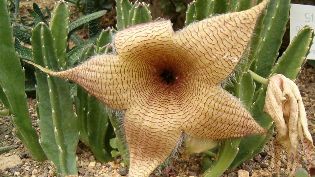 Stapelia gigantea